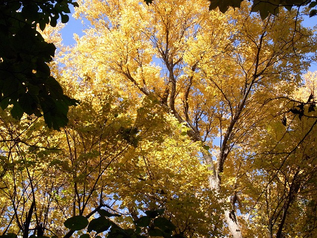 f0157901_11503999.jpg