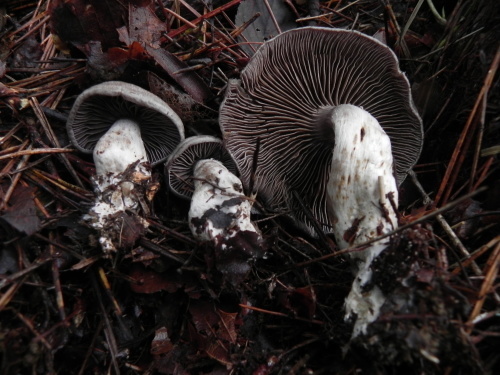 e0352220_23210464.jpg