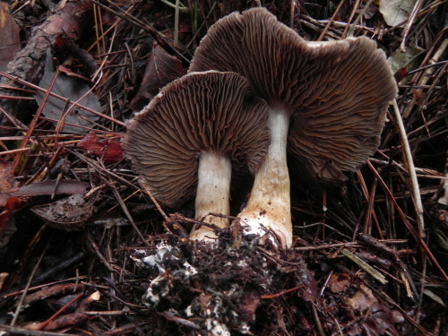 e0352220_23214826.jpg