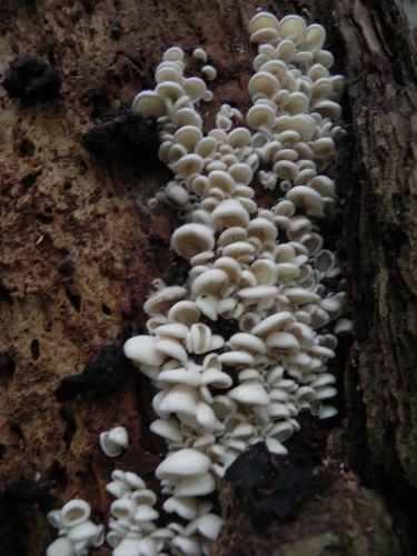 e0352220_23234105.jpg