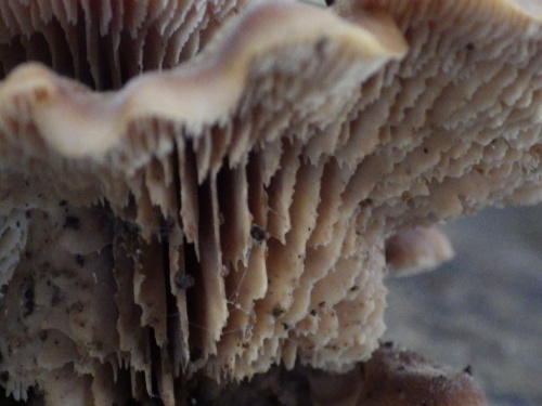 e0352220_23402295.jpg