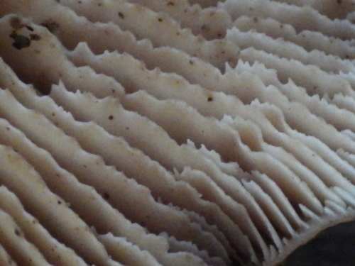 e0352220_23410703.jpg