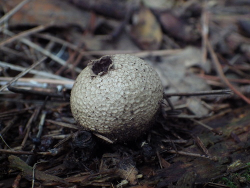 e0352220_23441295.jpg