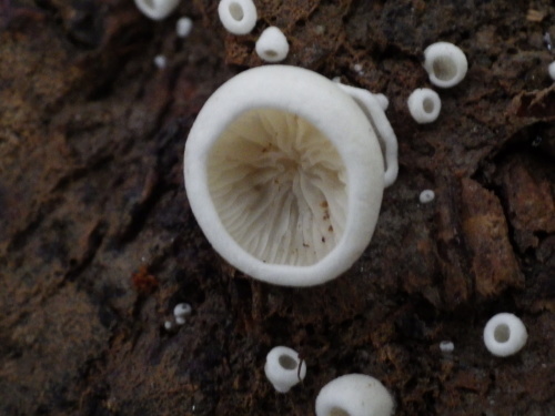 e0352220_23485287.jpg
