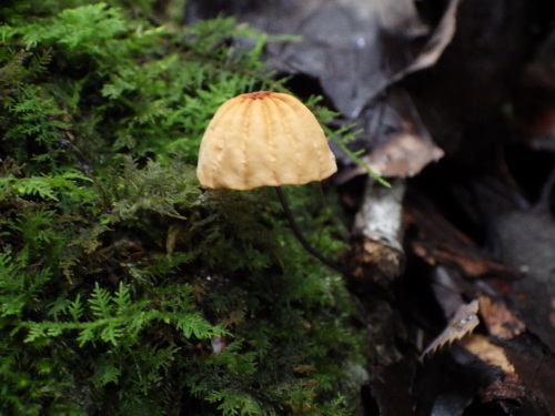 e0352220_23493454.jpg