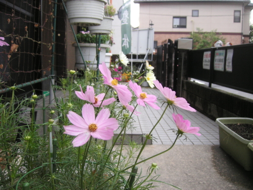 b0165233_17551334.jpg