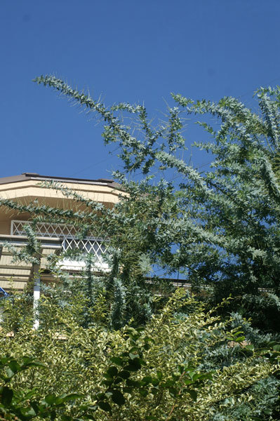 a0150860_11234475.jpg