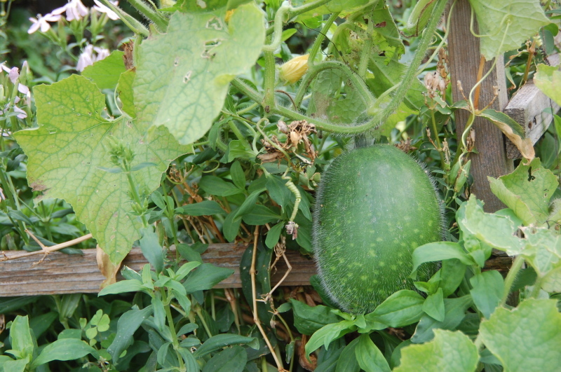 c0108460_20110336.jpg