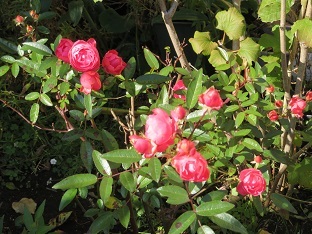 f0325309_17413473.jpg