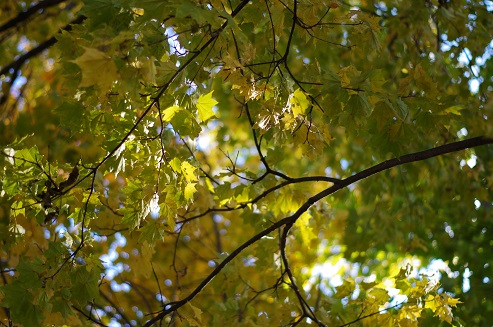 e0309644_17211377.jpg