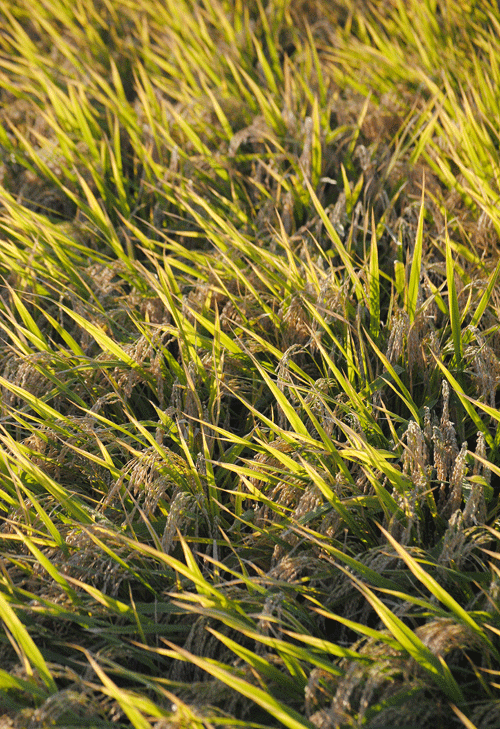 a0001354_20571469.gif