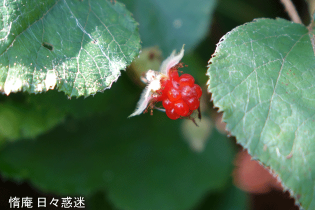 e0346064_18590745.gif