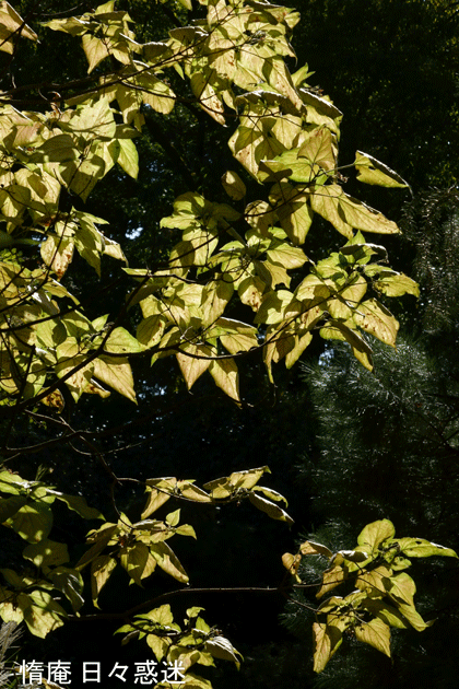e0346064_19024606.gif