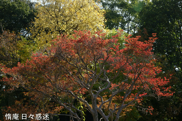 e0346064_19024775.gif