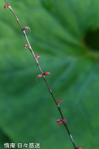 e0346064_19024781.gif