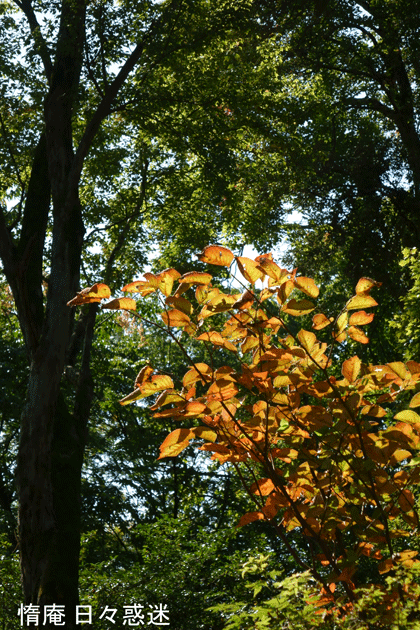 e0346064_19024797.gif