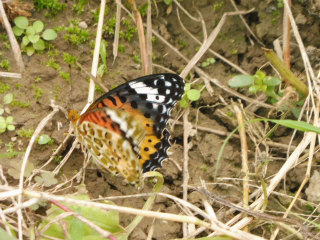 e0046477_22171463.jpg