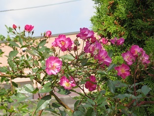 f0325309_17215767.jpg