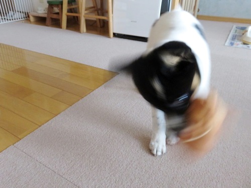 c0084117_20231721.jpg