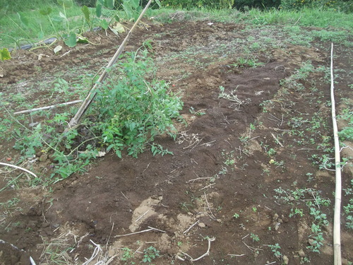 b0137932_1453547.jpg