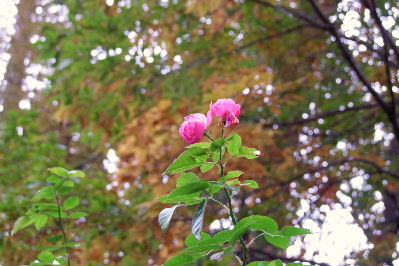 e0088260_9283048.jpg