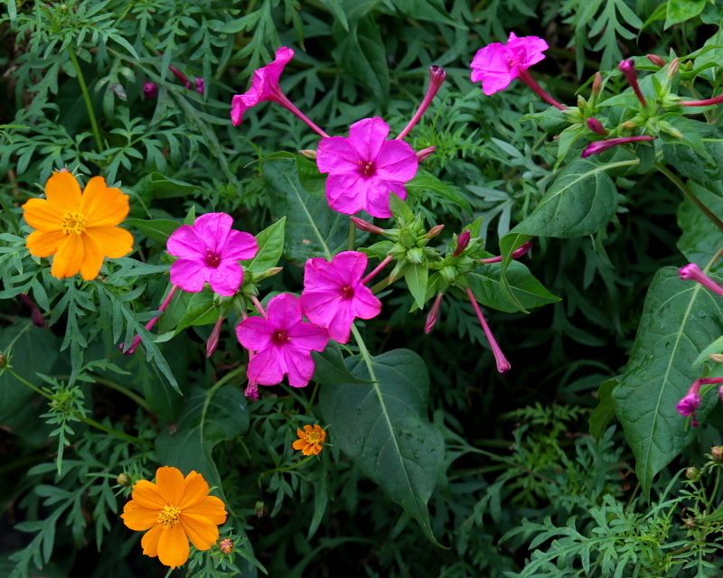 c0305565_17460999.jpg