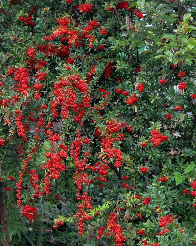 c0305565_17492447.jpg