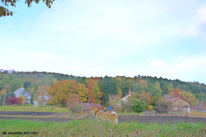 f0150377_959359.jpg