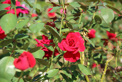 c0152779_14523159.jpg
