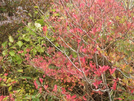 f0187402_1751411.jpg