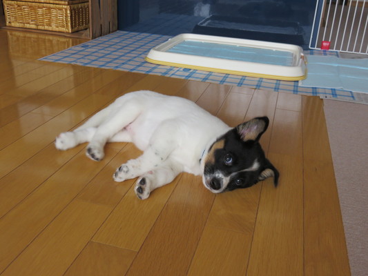 c0084117_20311230.jpg