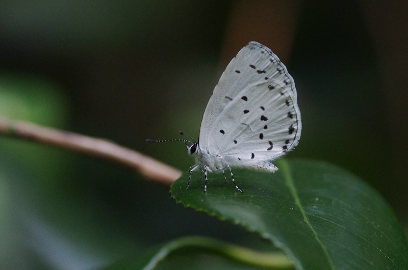 a0338085_00185241.jpg