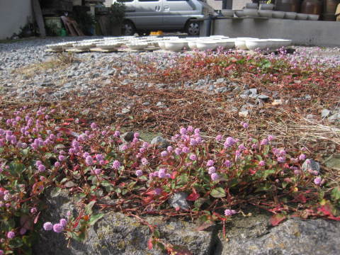 c0352015_21585173.jpg