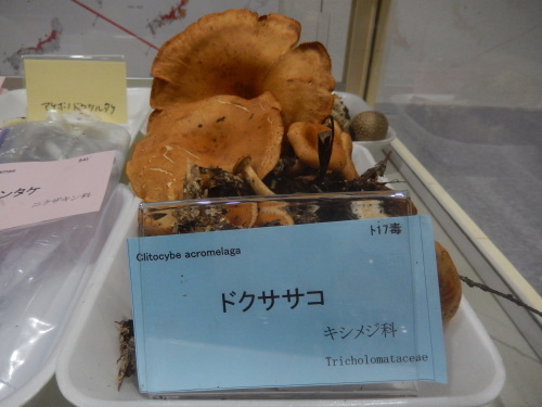 e0352220_11433217.jpg