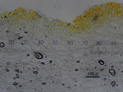 e0352220_11500817.jpg