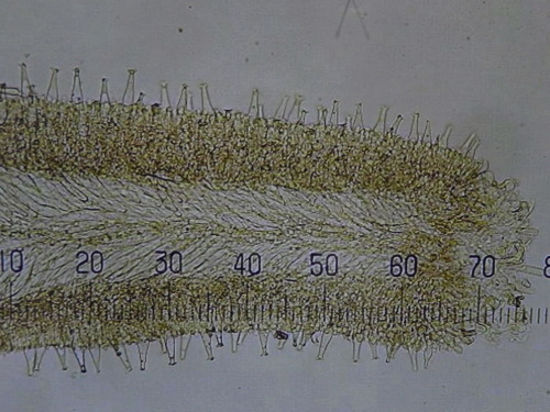 e0352220_11504030.jpg