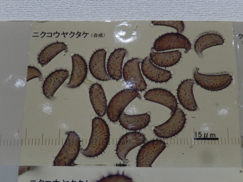 e0352220_11521725.jpg