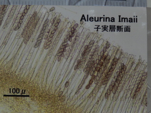 e0352220_11534076.jpg