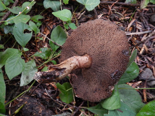 e0352220_11554718.jpg