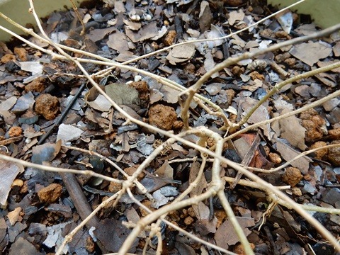 e0033229_145017.jpg