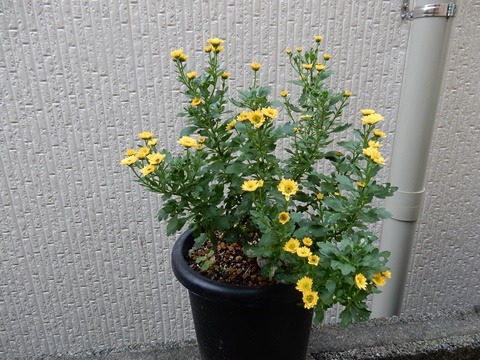 e0033229_1451163.jpg