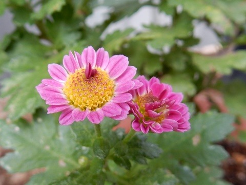 e0033229_1453353.jpg