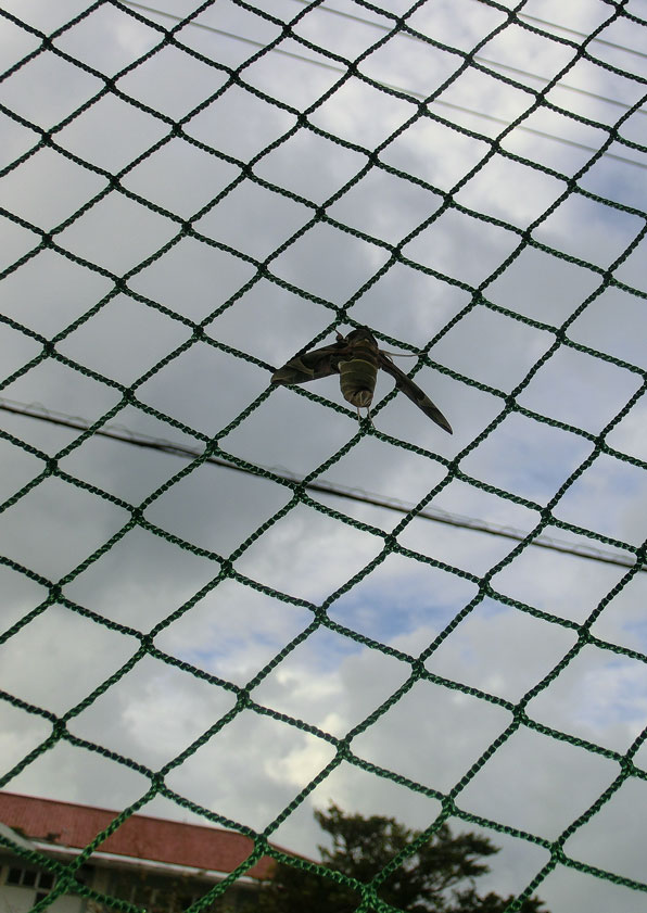 a0126632_16224479.jpg