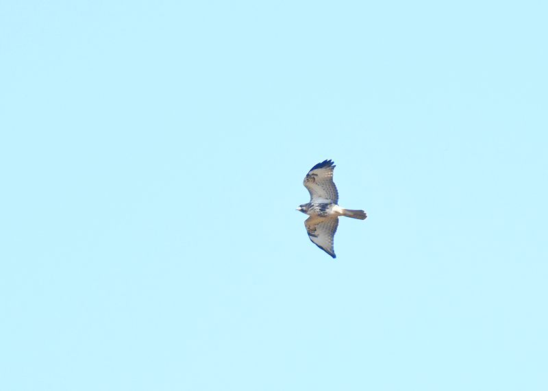 d0290240_16520944.gif