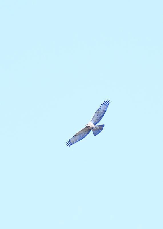 d0290240_16534765.gif