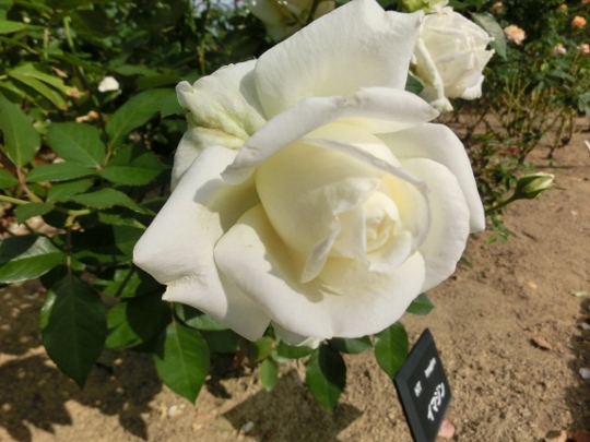 c0328559_16223993.jpg