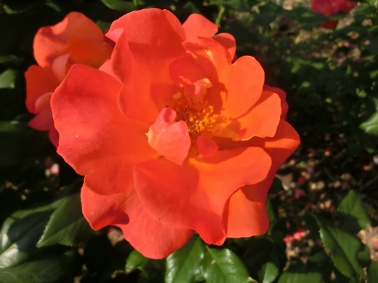 c0328559_16242483.jpg