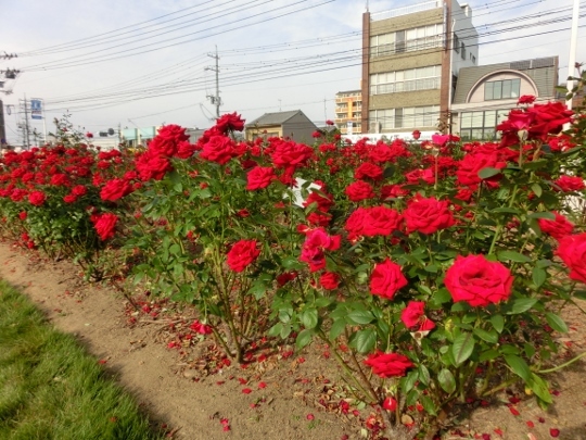 c0328559_16243914.jpg