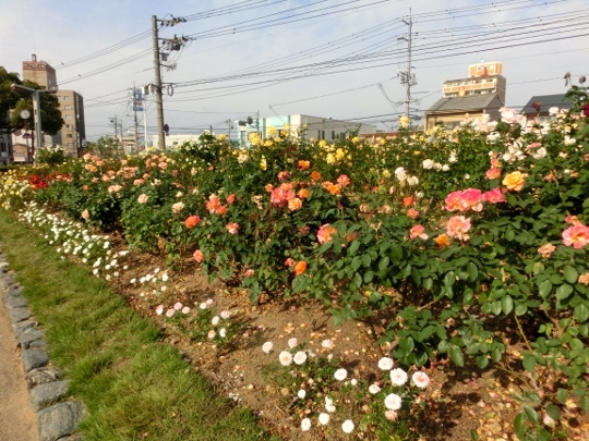 c0328559_16245526.jpg