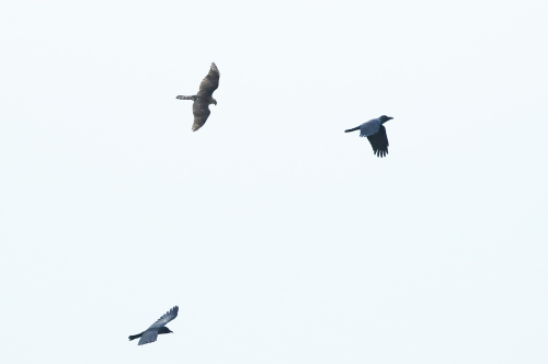 a0335760_20310945.png